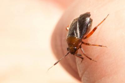 Capsus ater (Linnaeus, 1758)