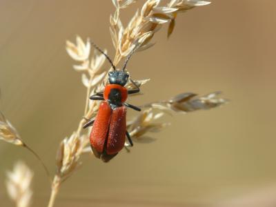 Malachie rousse Clanoptilus rufus (Olivier, 1790)