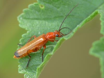 Téléphore fauve Rhagonycha fulva (Scopoli, 1763)