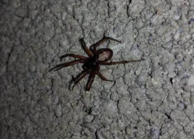  Steatoda nobilis (Thorell, 1875)