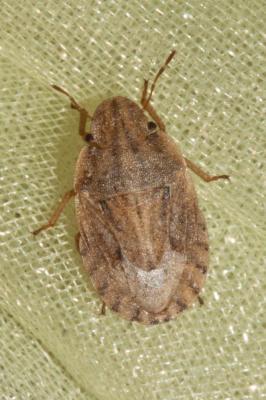  Sciocoris sulcatus Fieber, 1851