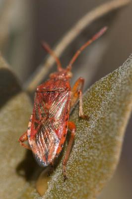  Rhopalus parumpunctatus Schilling, 1829