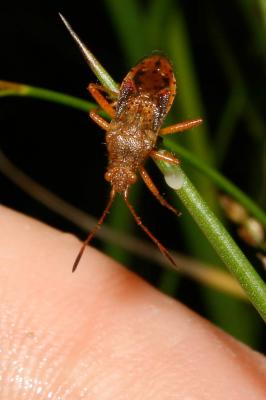  Rhopalus maculatus (Fieber, 1837)