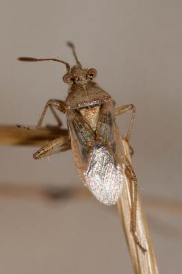  Rhopalus lepidus Fieber, 1861