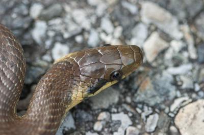Couleuvre d'Esculape Zamenis longissimus (Laurenti, 1768)