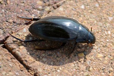 Grand hydrophile Hydrophilus piceus (Linnaeus, 1758)