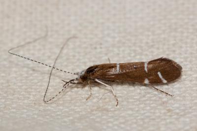  Athripsodes albifrons (Linnaeus, 1758)