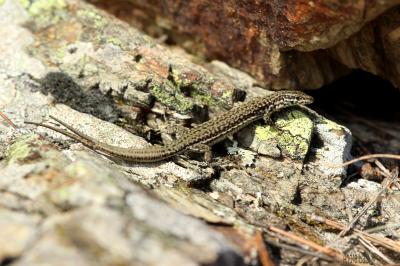 Lézard catalan Podarcis liolepis (Boulenger, 1905)