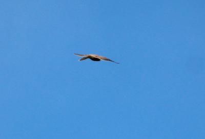 Faucon crécerelle Falco tinnunculus Linnaeus, 1758