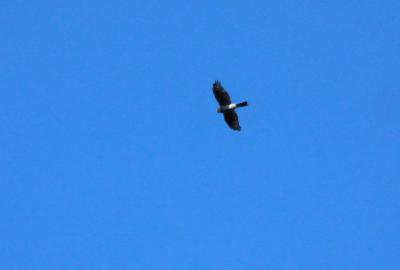 Épervier d'Europe Accipiter nisus (Linnaeus, 1758)