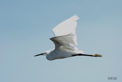 Aigrette garzette Egretta garzetta (Linnaeus, 1766)
