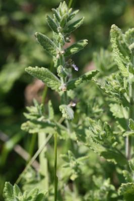 Germandrée des marais, Chamaraz, Germandrée d'eau Teucrium scordium L., 1753
