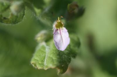 Germandrée des marais, Chamaraz, Germandrée d'eau Teucrium scordium L., 1753