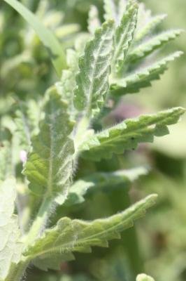 Germandrée des marais, Chamaraz, Germandrée d'eau Teucrium scordium L., 1753