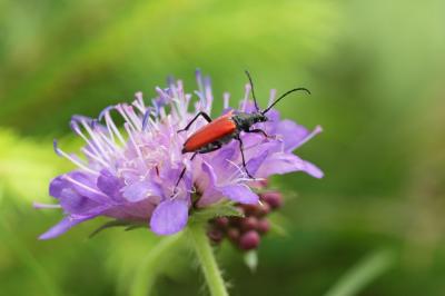Lepture rouge sang Anastrangalia sanguinolenta (Linnaeus, 1760)