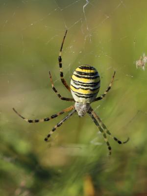 Épeire frelon Argiope bruennichi (Scopoli, 1772)
