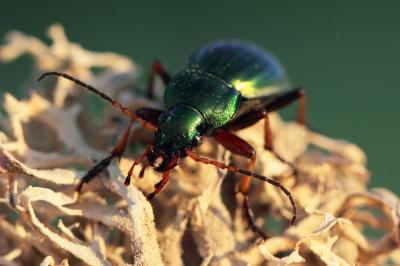 Carabe doré (Le), Jardinière Carabus auratus Linnaeus, 1760