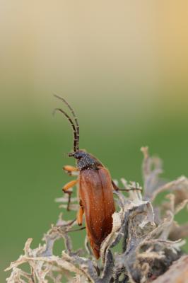  Cebrio gigas (Fabricius, 1787)