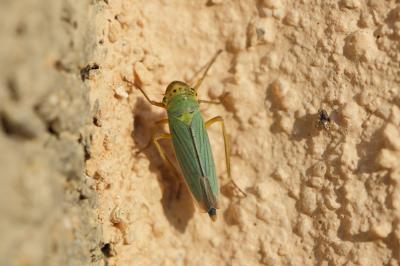 Cicadelle verte Cicadella viridis (Linnaeus, 1758)