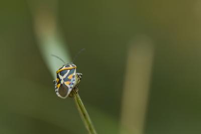  Eurydema ornata (Linnaeus, 1758)
