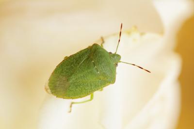 Punaise verte ponctuée Nezara viridula (Linnaeus, 1758)