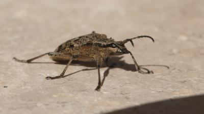 Rhagie inquisitrice Rhagium inquisitor (Linnaeus, 1758)
