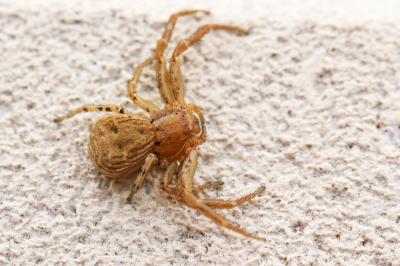 Xystique Xysticus 