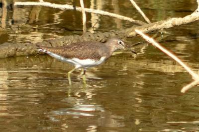 Chevalier culblanc Tringa ochropus Linnaeus, 1758