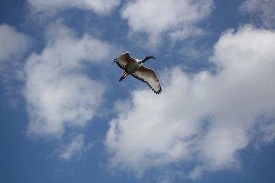 Ibis sacré Threskiornis aethiopicus (Latham, 1790)