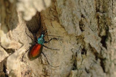 Carabe espagnol Carabus hispanus Fabricius, 1787