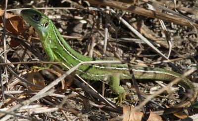 Lézard vert Lacerta bilineata Daudin, 1802