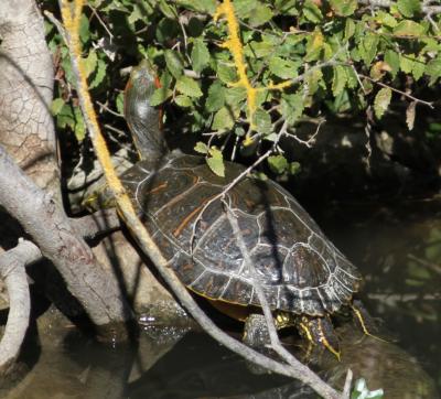 Tortue de Floride Trachemys scripta elegans (Wied, 1839)