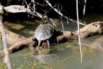 Tortue de Floride Trachemys scripta elegans (Wied, 1839)