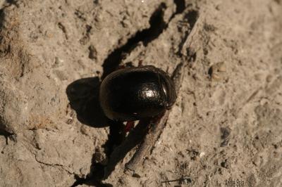  Chrysolina bankii (Fabricius, 1775)