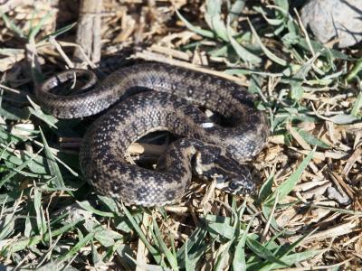 Couleuvre vipérine Natrix maura (Linnaeus, 1758)