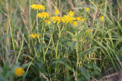 Inule des fleuves, Inule d'Angleterre, Inule brita Inula britannica L., 1753