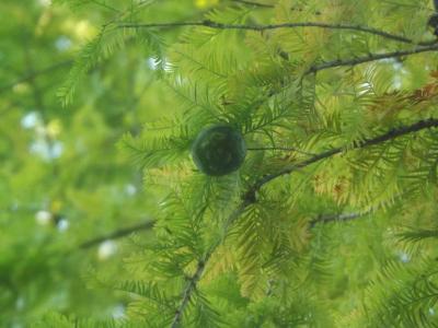 Cyprès chauve Taxodium distichum (L.) Rich., 1810