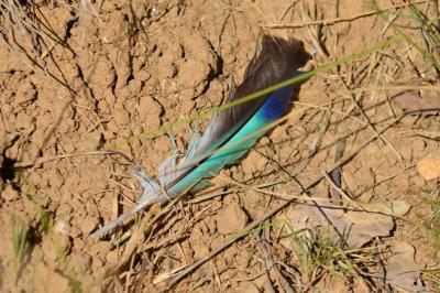 Guêpier d'Europe Merops apiaster Linnaeus, 1758