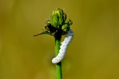  Tenthredo Linnaeus, 1758