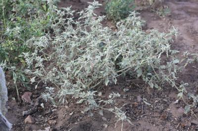 Tournesol des teinturiers Chrozophora tinctoria (L.) A.Juss., 1824