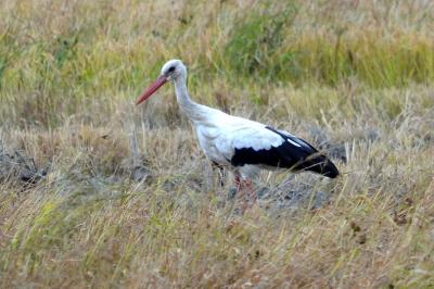 Cigogne blanche Ciconia ciconia (Linnaeus, 1758)