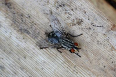  Tachinidae Fleming, 1821
