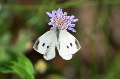 Piéride de la Rave (La), Petit Blanc du Chou (Le), Pieris rapae (Linnaeus, 1758)