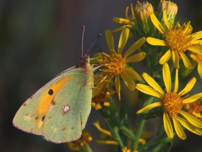 Souci (Le) Colias crocea (Geoffroy in Fourcroy, 1785)