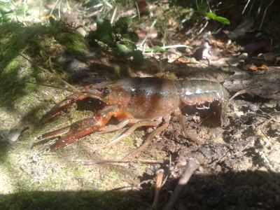Écrevisse de Louisiane (L'), Écrevisse rouge de Lo Procambarus clarkii (Girard, 1852)