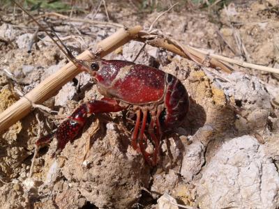 Écrevisse de Louisiane (L'), Écrevisse rouge de Lo Procambarus clarkii (Girard, 1852)