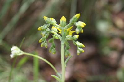 Orpin réfléchi, Orpin des rochers Sedum rupestre L., 1753