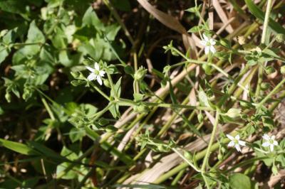 Stellaire aquatique, Céraiste d'eau Myosoton aquaticum (L.) Moench, 1794