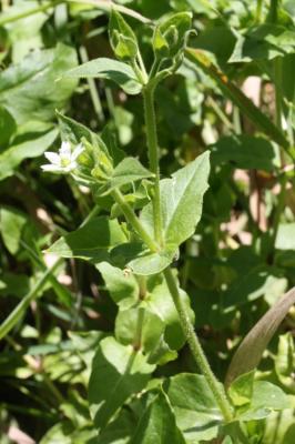 Stellaire aquatique, Céraiste d'eau Myosoton aquaticum (L.) Moench, 1794