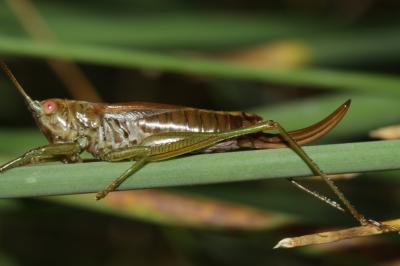 Conocéphale des Roseaux Conocephalus dorsalis (Latreille, 1804)